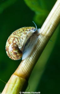 Theodoxus fluviatilis by Mathieu Foulquié 